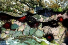 image of sea_urchin #34