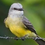 image of couchs_kingbird #12