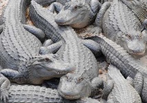 image of american_alligator