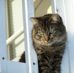 image of tabby