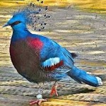 image of bird