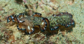 image of flatworm