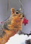 image of fox_squirrel