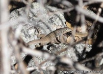 image of whiptail