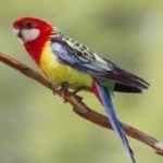 image of bird