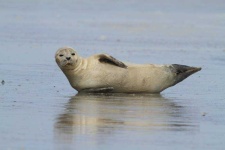 image of animal