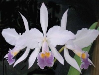image of flower