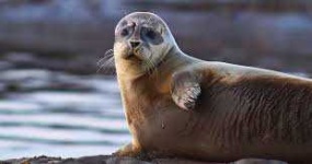 image of animal