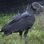 image of bird