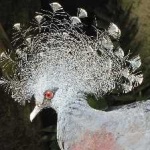 image of bird