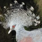 image of victoria_crowned_pigeon #26