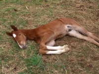 image of sorrel