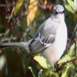 image of bird