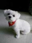 image of maltese_dog
