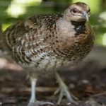 image of bird