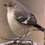 image of bird
