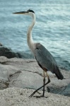 image of heron