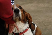 image of basset_hound #13