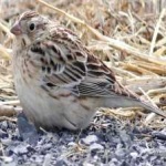 image of smiths_longspur #8
