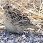 image of bird