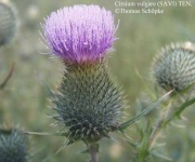 image of spear_thistle #25