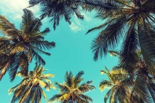 image of palm_tree #3