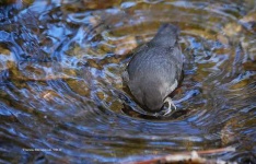 image of water_ouzel
