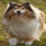 image of animal