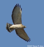 image of animal