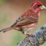 image of bird