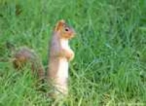image of fox_squirrel