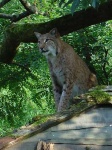 image of lynx