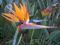 image of bird_of_paradise_flower #43