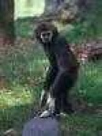 image of gibbon