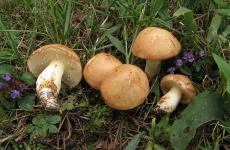 image of mushrooms