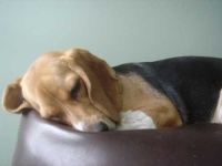 image of beagle