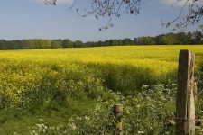 image of rapeseed