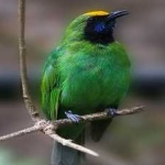 image of bird