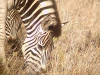 image of zebra
