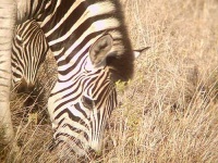 image of zebra #16