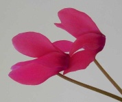 image of flower