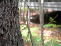 image of walking_stick