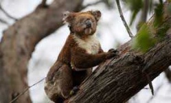 image of koala #4