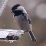 image of chickadee