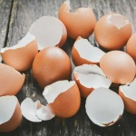 image of egg_shell
