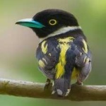 image of bird