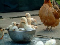 image of hen