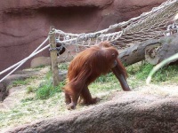 image of orangutan