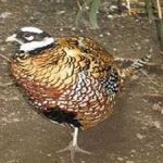 image of bird