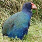image of bird